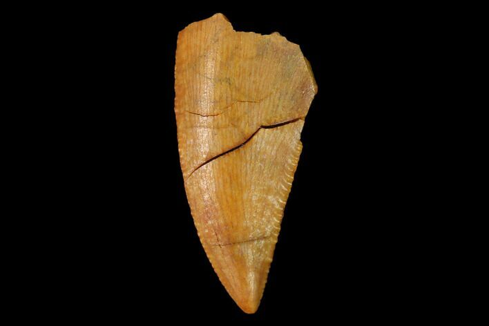 Serrated, Raptor Tooth - Real Dinosaur Tooth #152465